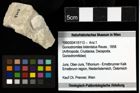Foto (Objekt + Etiketten) von Goniodromites bidentatus (Reuss, 1858) 